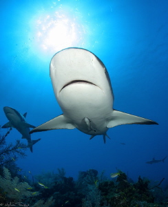 Carcharhinus perezi by Mathieu Foulquié 